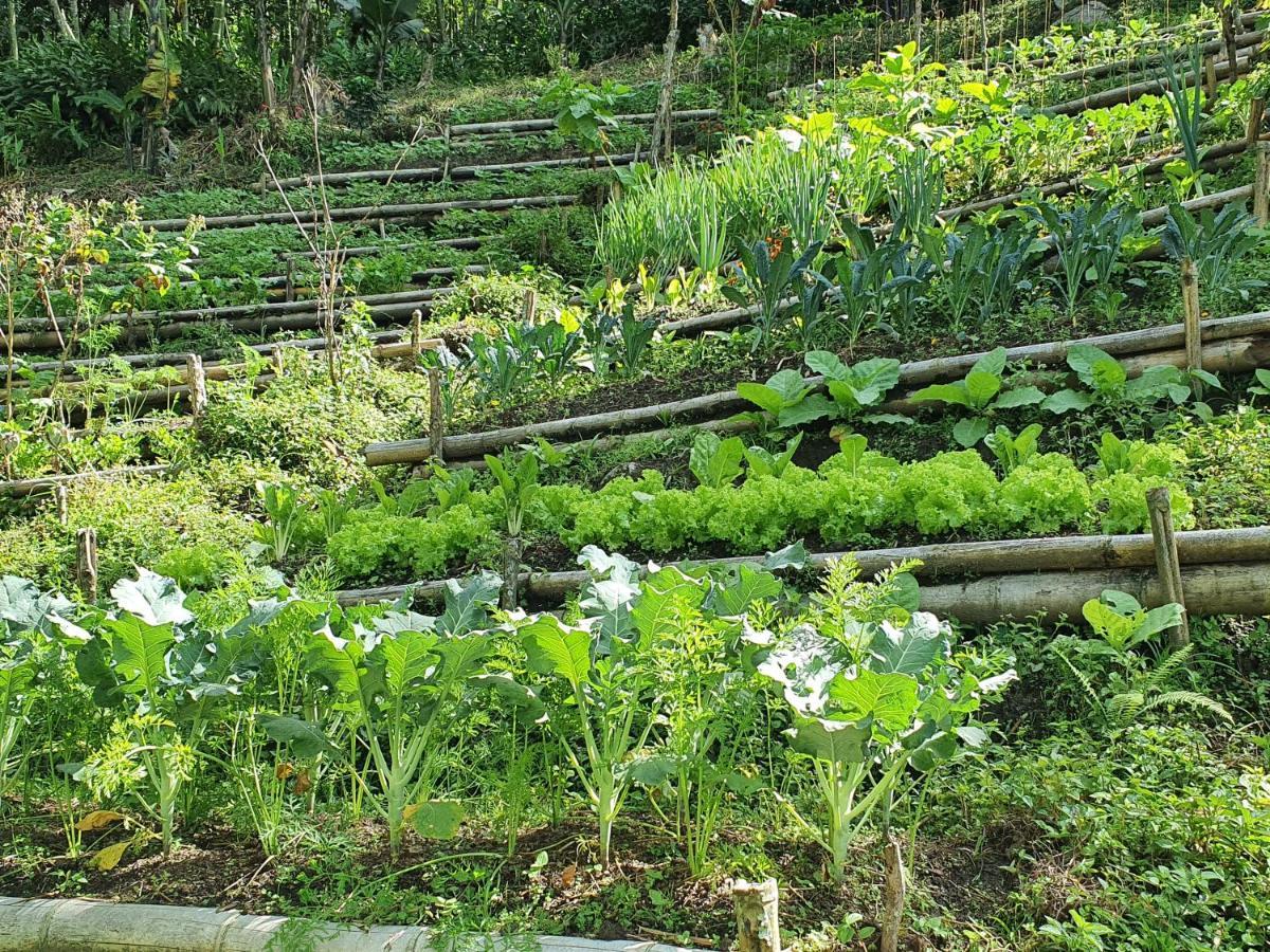 Ecofinca Fuente Alegre Кокорна Екстер'єр фото
